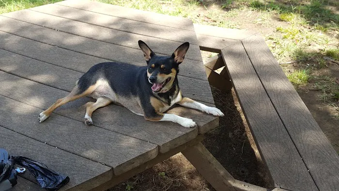 Freedom Dog Park 6