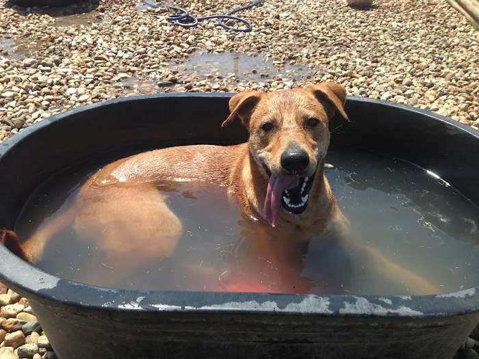 Freedom Dog Park 10