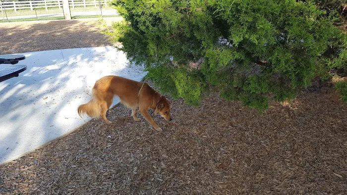 K9 Corral at Craig Ranch 4