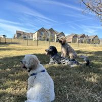 Scotti's Dog Park (Private) ico