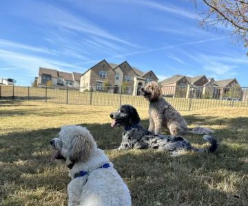 Scotti's Dog Park (Private)