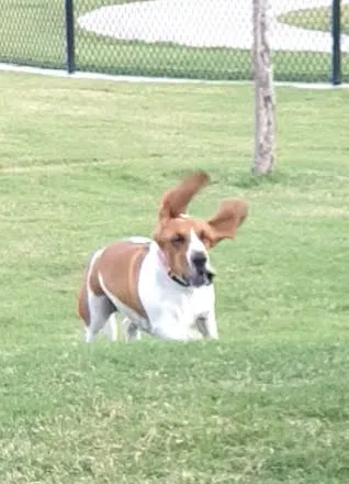 Princeton Dog Park 1
