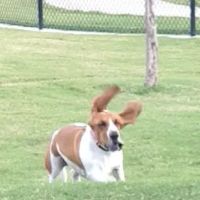 Princeton Dog Park ico