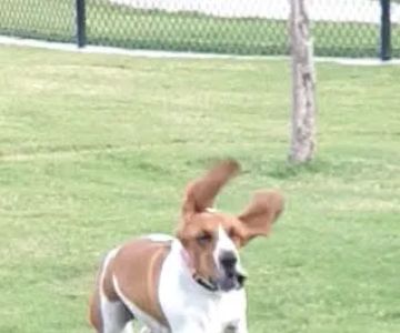 Princeton Dog Park