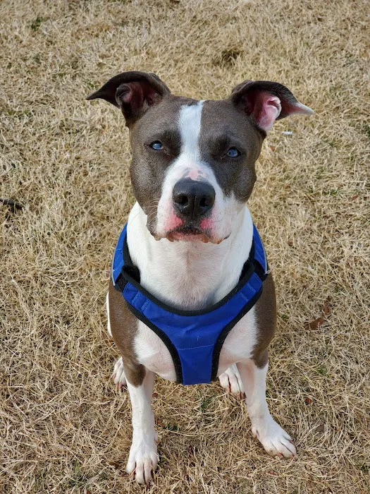 Princeton Dog Park 8