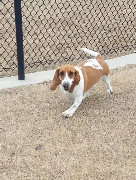 Princeton Dog Park 4