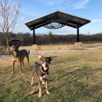 Wood Family Dog Park ico