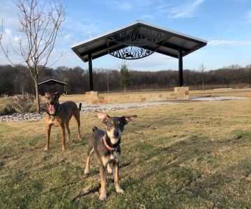 Wood Family Dog Park