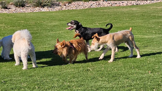 Wood Family Dog Park 10