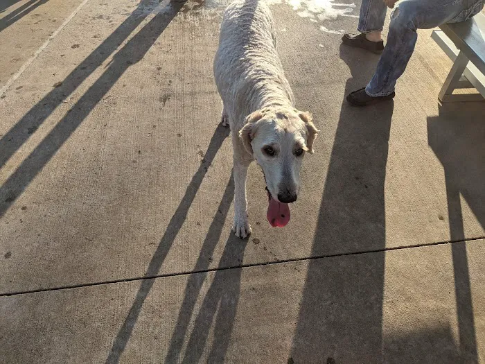 Briarhill dog park 10