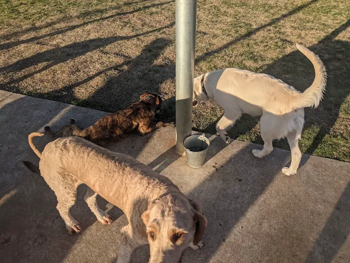 Briarhill dog park 9