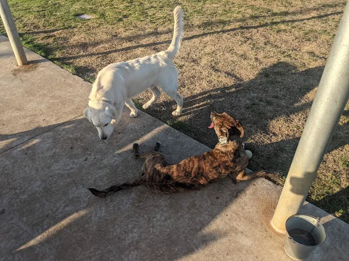 Briarhill dog park 7