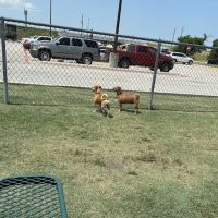 Dog Park at Love's Travel Stops ico