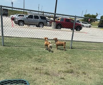Dog Park at Love's Travel Stops