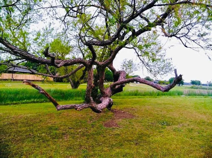 Willow Creek Paw Park 3