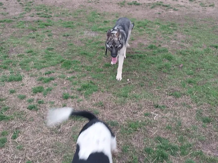 Z Bonz Dog Park 7