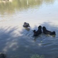 Z Bonz Dog Park ico