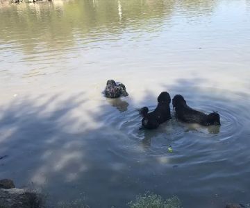 Z Bonz Dog Park