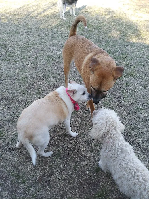 Lake Worth Dog Park 5
