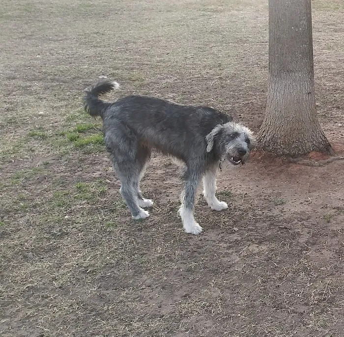 Lake Worth Dog Park 7