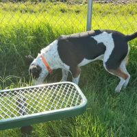 Golden Triangle Dog Park ico