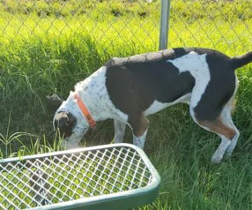 Golden Triangle Dog Park
