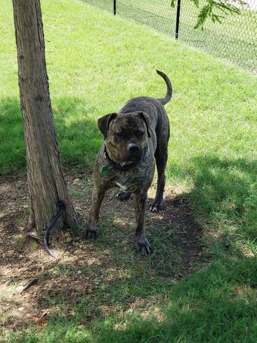 Paloma Creek Dog Park 9