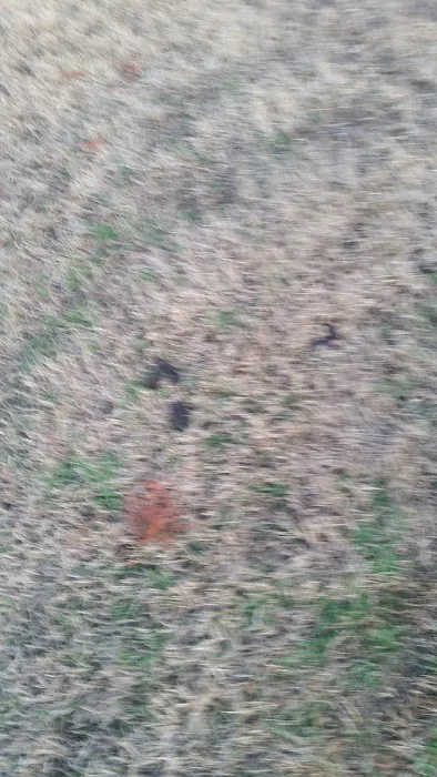 Paloma Creek Dog Park 4