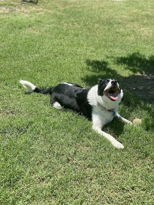 Paloma Creek Dog Park 1