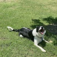 Paloma Creek Dog Park ico