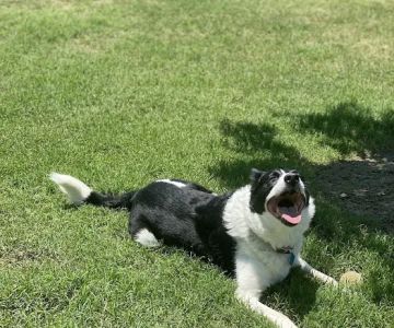 Paloma Creek Dog Park