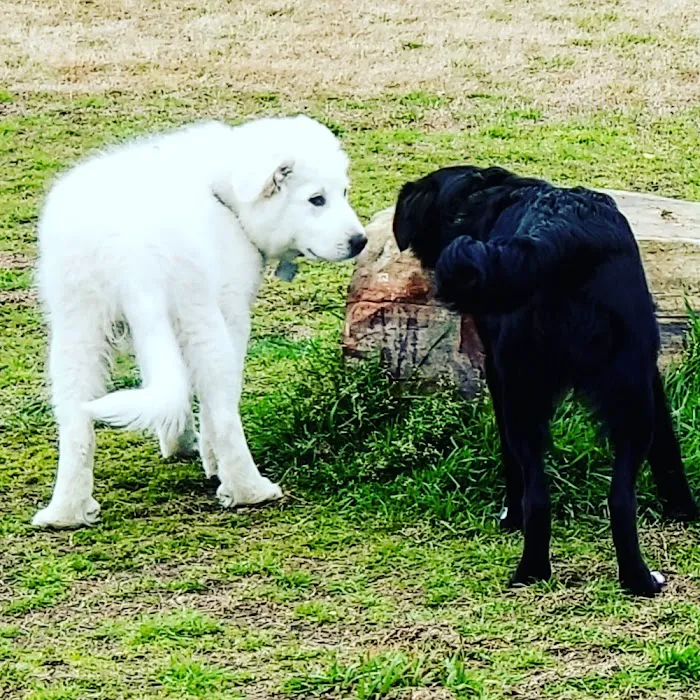 Paloma Creek Dog Park 10