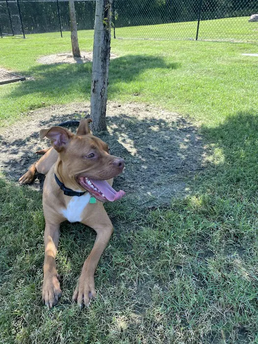 Paloma Creek Dog Park 2