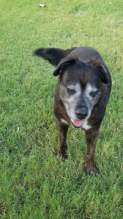 Four Paws Park 7