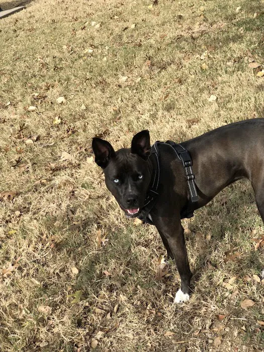 Four Paws Park 9