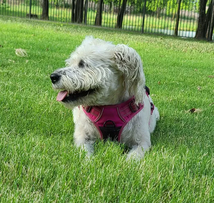 Union Park Bark Park 8