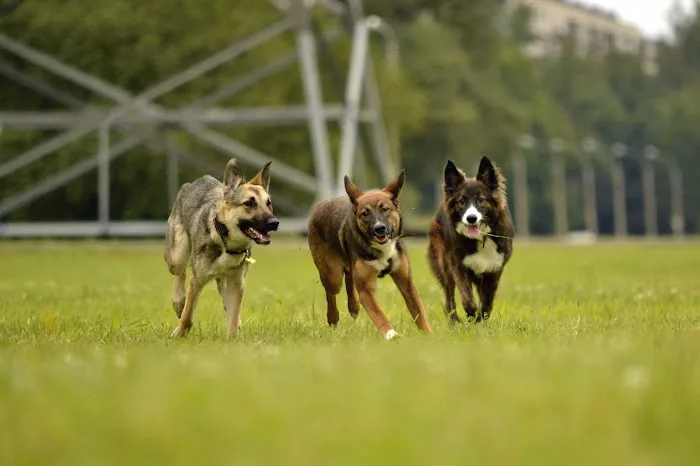 Union Park Bark Park 10
