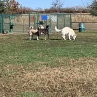 Wiggly Field Dog Park ico