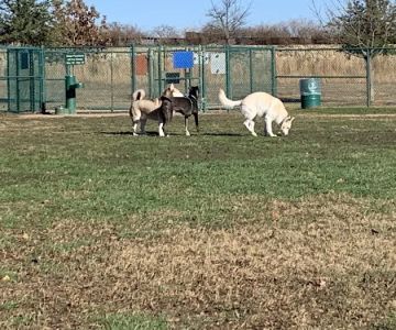 Wiggly Field Dog Park