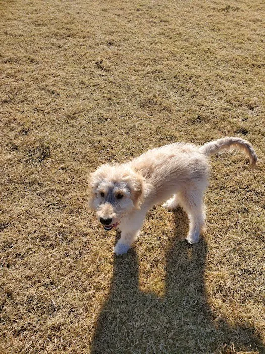 Old Joe dog Park 4