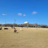 North Lakes Dog Park ico