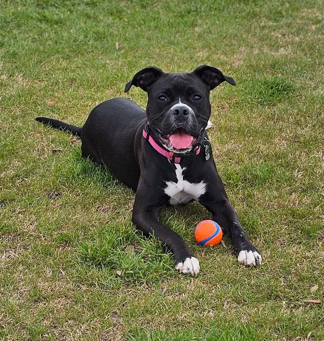 North Lakes Dog Park 2