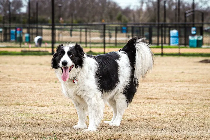 North Lakes Dog Park 9