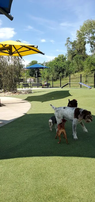 Dewey Dog Park 9