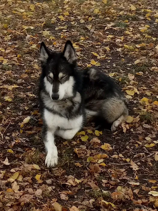 Hanscom Dog Park 7
