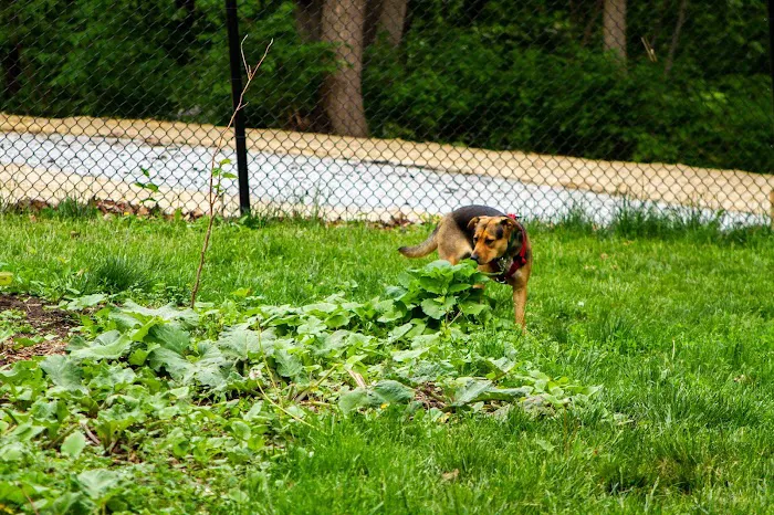 Hanscom Dog Park 5