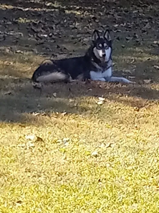 Hanscom Dog Park 4