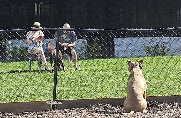 Aksarben Dog Park Omaha 8