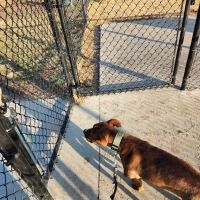 Beardmore Freedom Dog Park ico