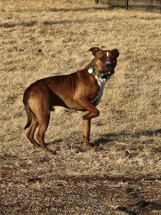 Beardmore Freedom Dog Park 6